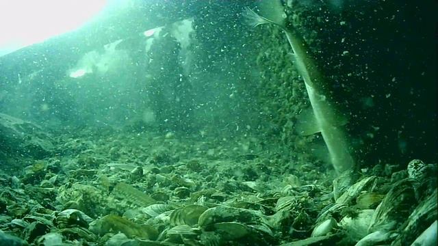 1000044528.mp4Волга гл.5м.11.06.2025г.