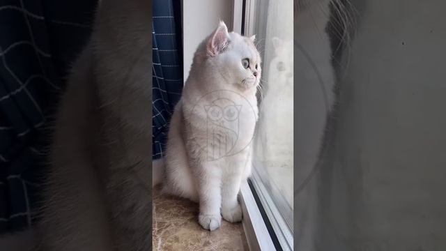 IpgeiYr_yV8 - Funny Pets. Cats and birds #shorts #funny #cat #fannydog #pets