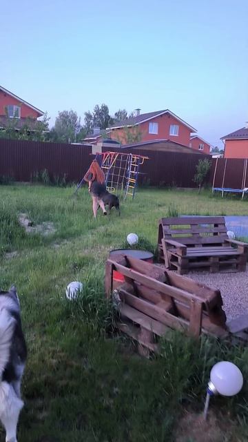 Мышечная пёсья