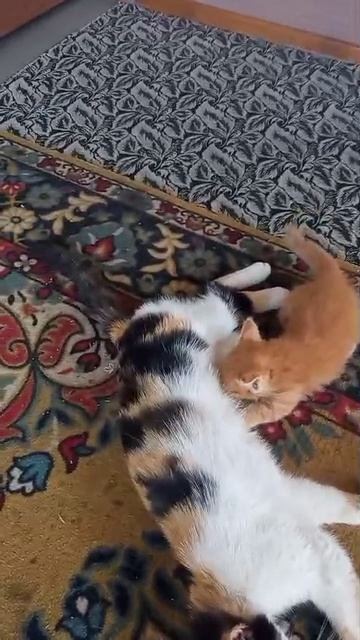 "Жестокий" бой двух котят.