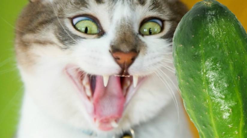 Кошки боятся огурцов (Подборка видео) Cats afraid of cucumber (compilation)
