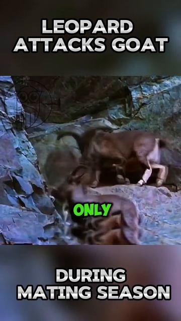 HDDMwSlbFoA - Snow Leopard Attacks Goat During Mating Season #shorts #animals #wildlife #viral #natu