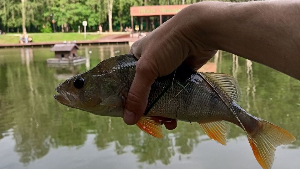 РЫБАЛКА V ГОРОДЕ! Ивановские пруды в июне!#хобби#рыбалка#fish#fishing#природа#отдых#рыба#shorts