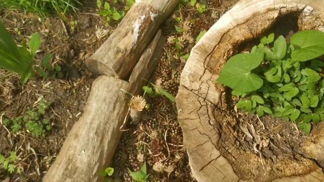 Альшанская альпийская горка