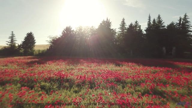 Закат, море и мелодия, от которой тает сердце! - 20 Minute Meditation 5 -- HoliznaCC0 -- Space - Sle