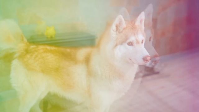 это эдит