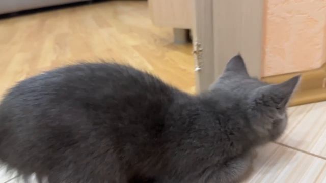 Купили робот пылесос, пока не понимаю как этот робот работает, скоро разберемся