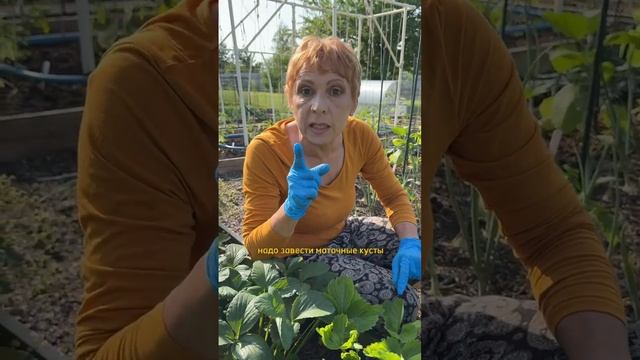 Нужно ли обрезать у ЗЕМЛЯНИКИ УСЫ?