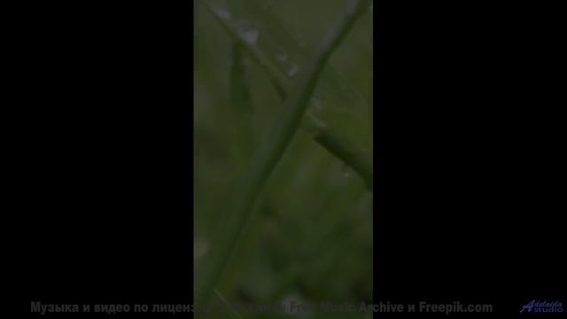 Эта мелодия - голос из иного мира! - My First Noise -- Mischa the Band III -- The Berger Album