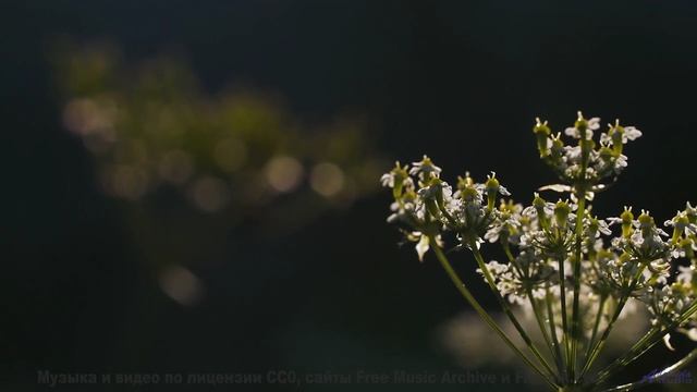 Песня, под которую хочется уйти в лес - Strongbow -- Pudge -- Chippy Peas