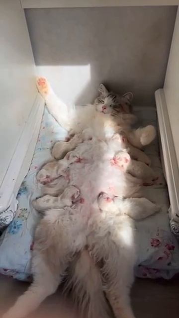 КотоФан 17