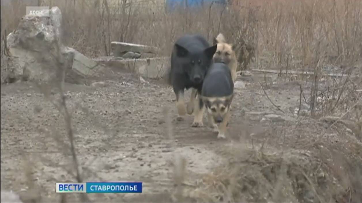 На Ставрополье решают проблему бездомных собак