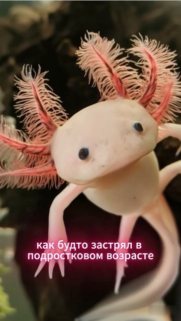 У аксолотля не взрослеет тело