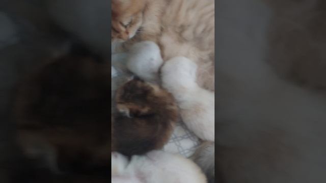 продажа котят британской шиншиллы