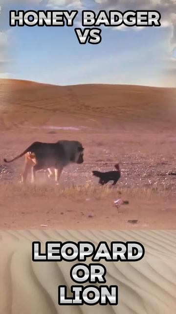 HLXcCcaFAMU - Honey badger vs leopard or lion｜｜ #shorts #facts #animal #animals #wildlife