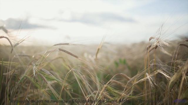 Природа никогда не выглядела так сексуально - включите звук! - Living Life -- Scott Holmes Music --