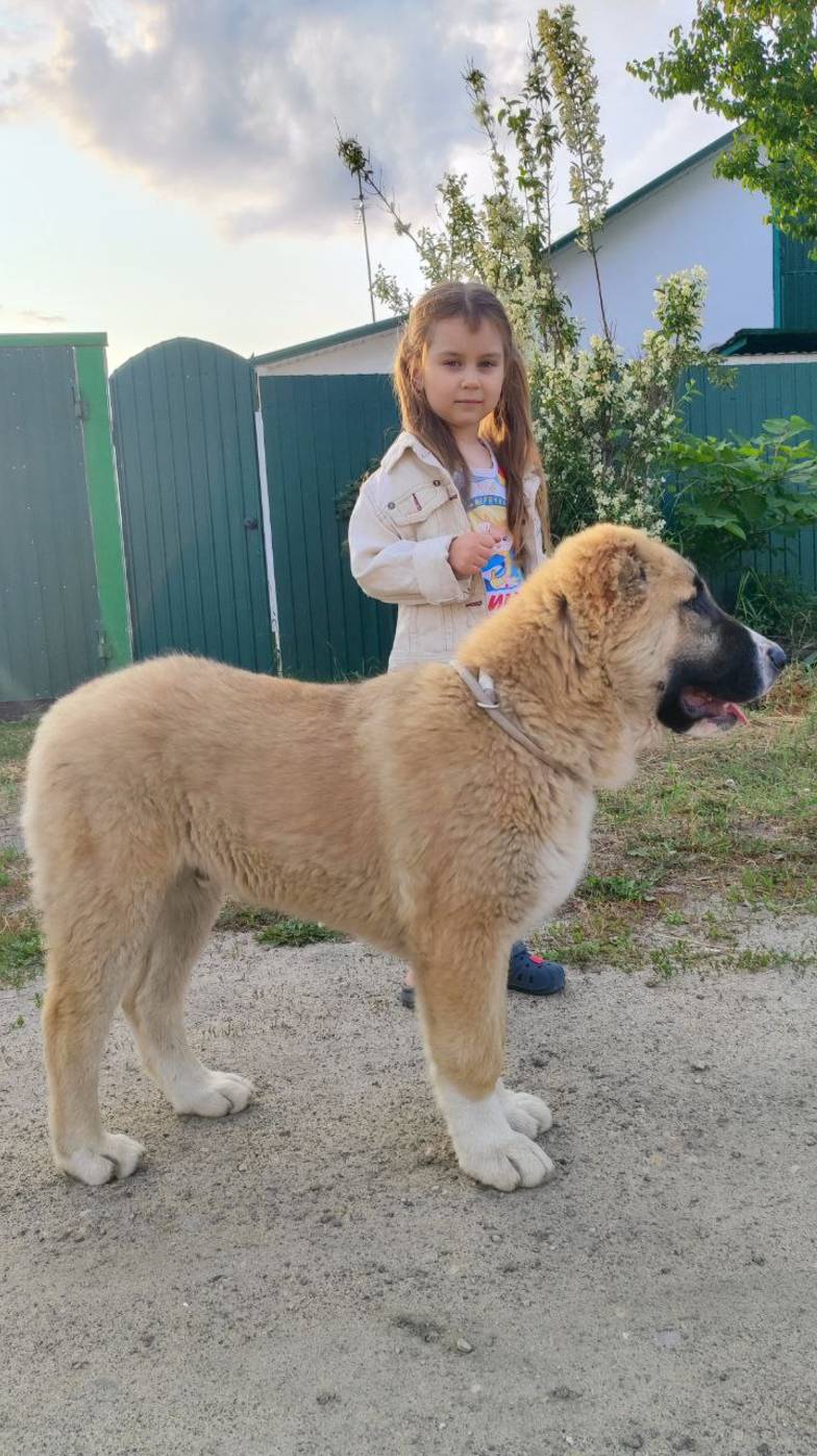 ЩЕНОК САО БАТЫР