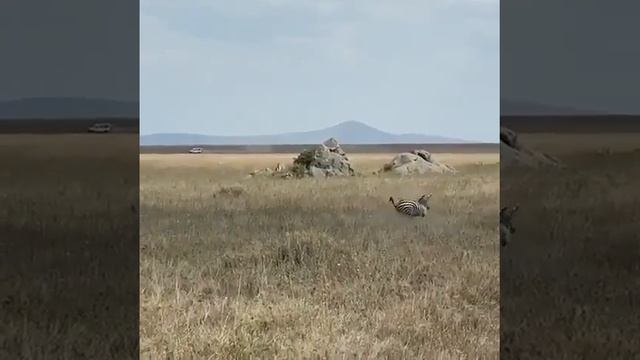 Львица получила по морде за свою наглость