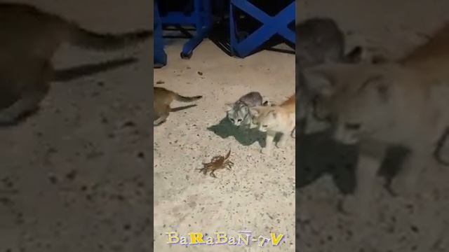 Нахальные коты