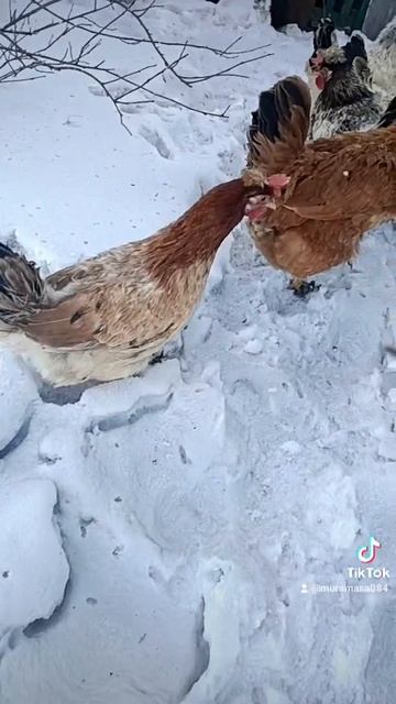 курочки на снегу )))