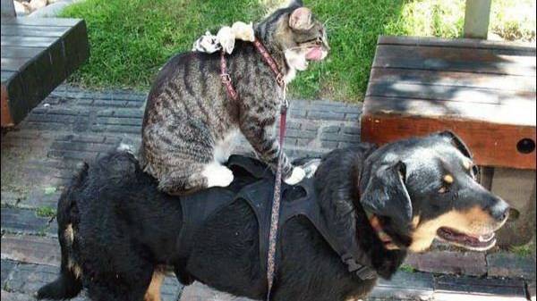 Ты НЕ готов к этим ситуациям и к голосам 😹