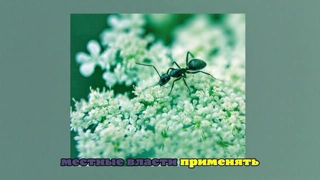 Природе Великобритании угрожает нашествие «супермуравьёв»