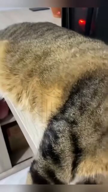 -pHj8Qxl1Jg - Cats in the astral plane🐈😺😍  #shorts #cat #funny #pets #cute