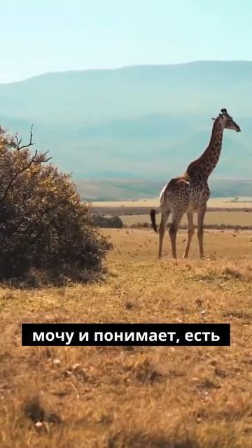 Жираф бьет самку по мочевому пузырю!!!!!