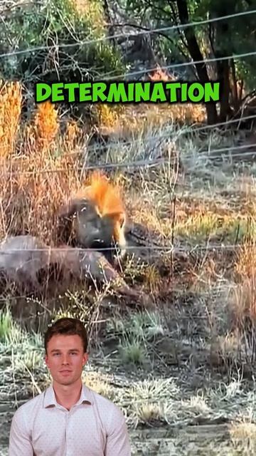 VPMAFj2vkJQ - A lone brown hyena ranger dares to provoke even leopards, lions and wild dogs #shorts
