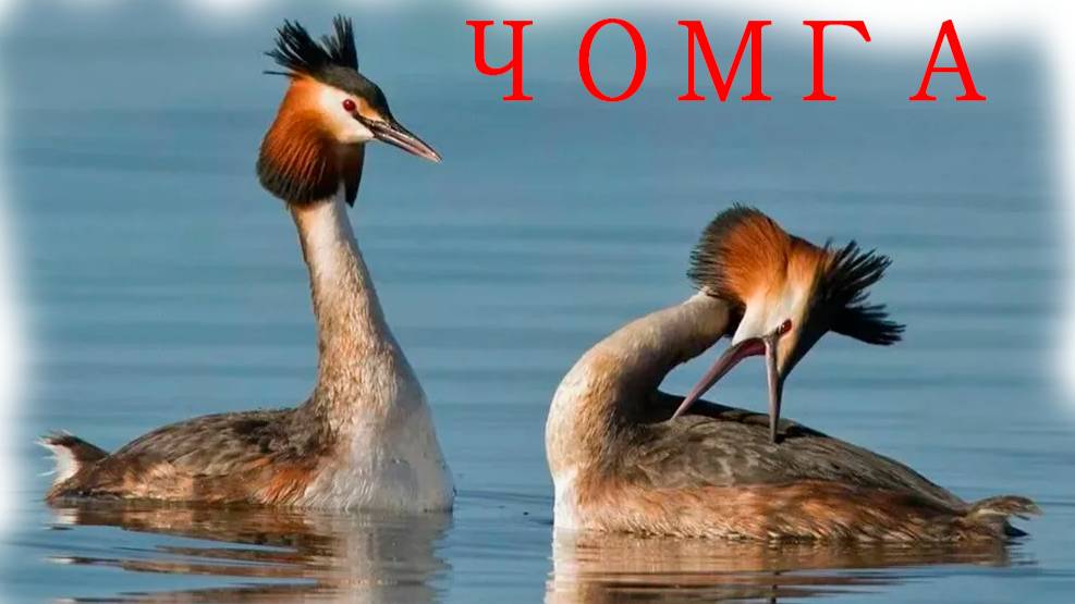 Любовь-она такая
