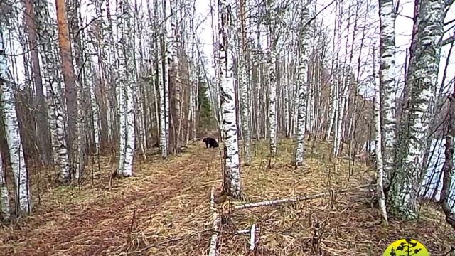 Медведи в заповеднике "Кивач". Май 2025 г.