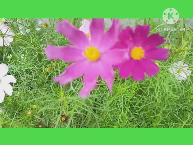 ***ЦВЕТОЧНЫЙ РЕЛАКС ***МУЗЫКА СЕРГЕЯ ЧЕКАЛИНА