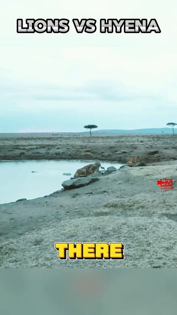 HsBYP69Mzic - LIONS Suffers😰For Bullying HYENA Cub ｜ HYENAS Attack Lions ｜ Wild Animals Fight #wild