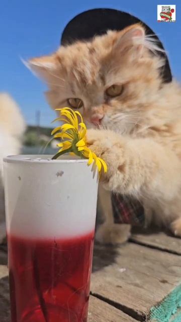 Буду любить тебя всегда 🌞😻❤️😽🌼