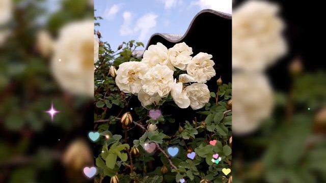 🥀 КУСТ БЕЛОЙ РОЗЫ, ИРИСЫ 🥀 10 ИЮНЯ 2025 г.🥀
