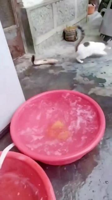 Котики