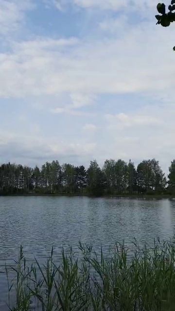 Пришли купаться на водоём Карпятник в Клязьминской пойме