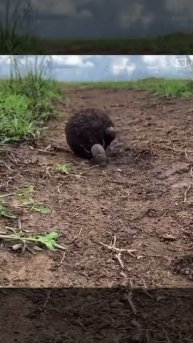 Жук-навозник - чемпион по силе среди насекомых