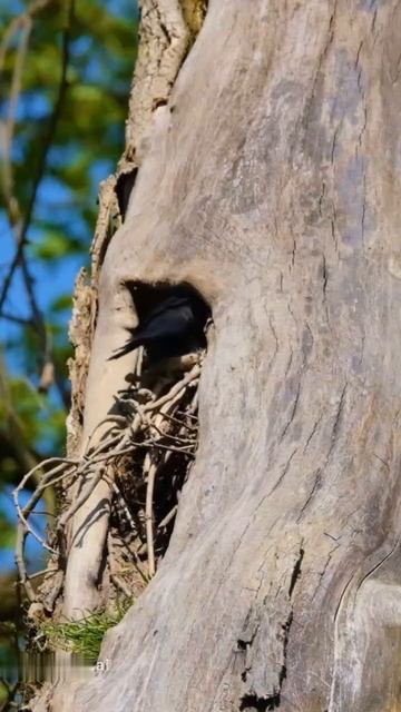 BCz7qYxJVHg - Crow Is Smarter Than A 7 Year Old. Interesting facts about everything and everyone