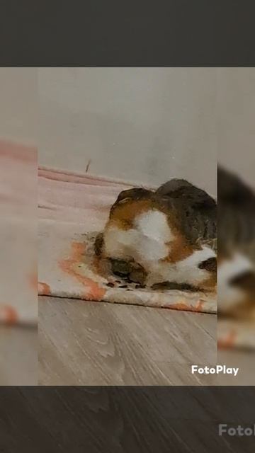 бася и бобёр