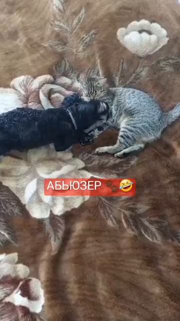 Самый милый Абьюзер 🐾❤️ #забавные #животные #кот #собака #милота #отношения #пудель #щенок