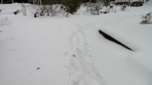 12.10.2023. Дача. Зима. ❄️❄️❄️❄️❄️