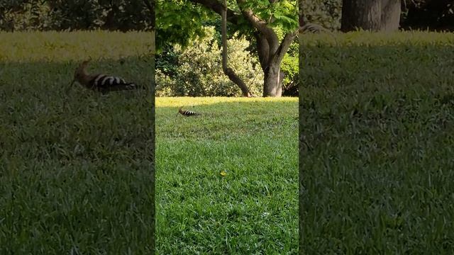 Птичка Длинный клювик. 🐦  #video #love #birds #nature #live #funny #shorts  #reels #summer #happy