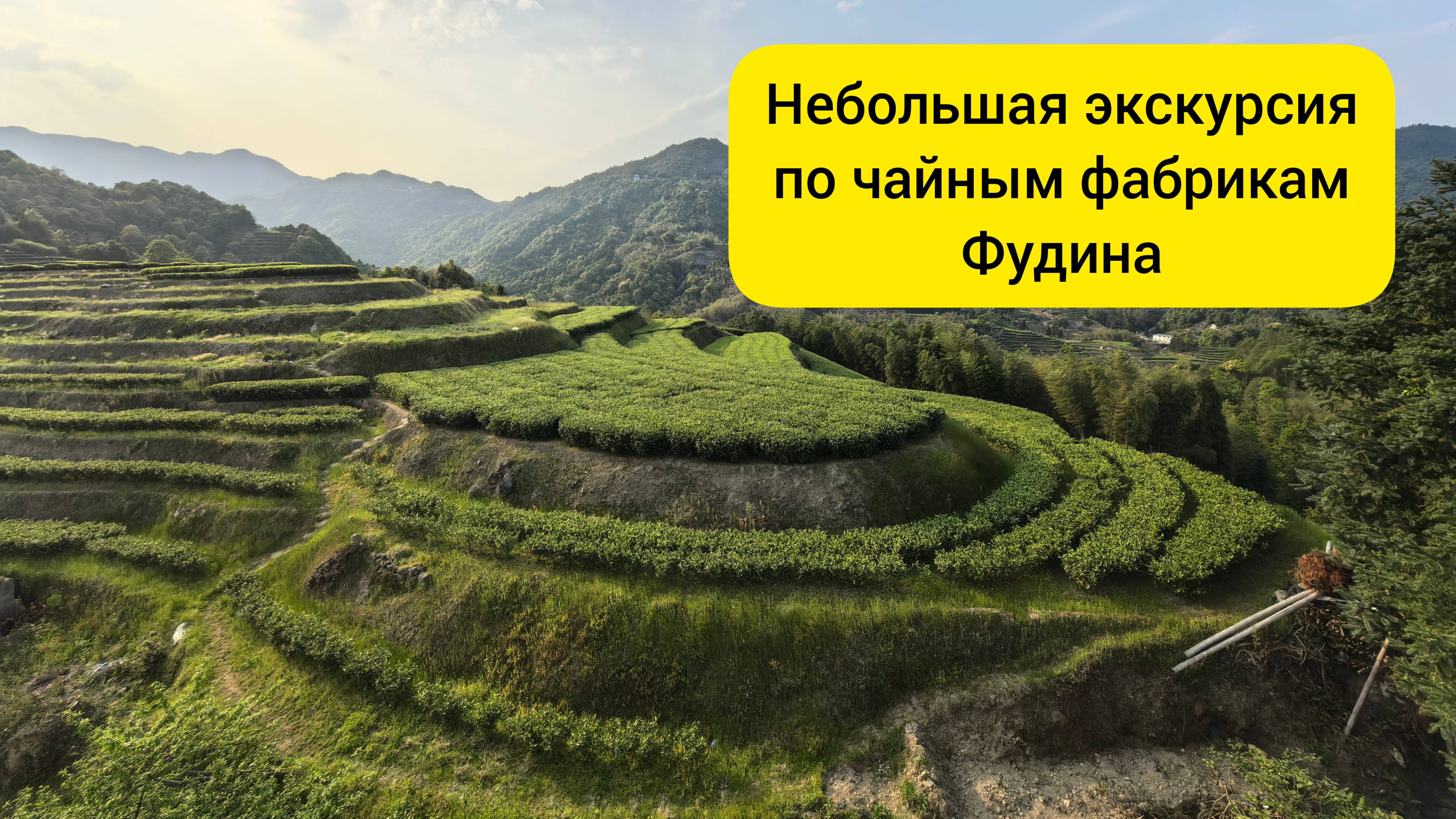 福鼎白茶茶業. Небольшая экскурсия по чайным фабрикам Фудина.