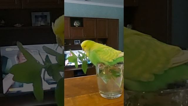 Попугай Арчи,очередное спа#любимиц