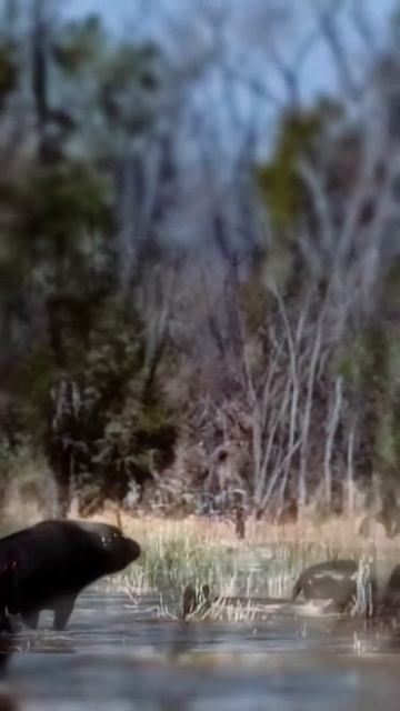 GyUUvEb3qaI - Buffalo Exerts Full Force to Overpower Lion #shorts #animals #viral #lion #facts