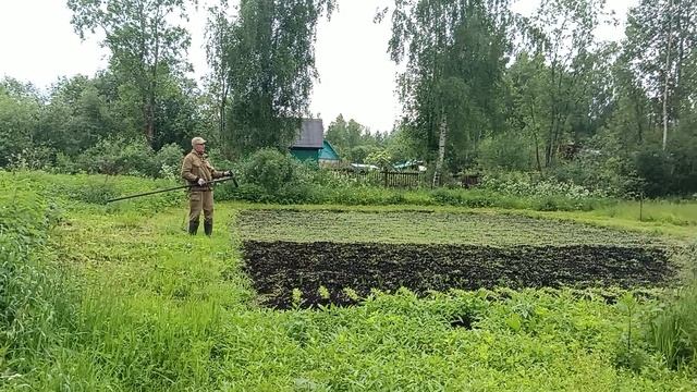 Начинаем прополку картошки от мокрицы.
И опять дождь у нас идёт.
