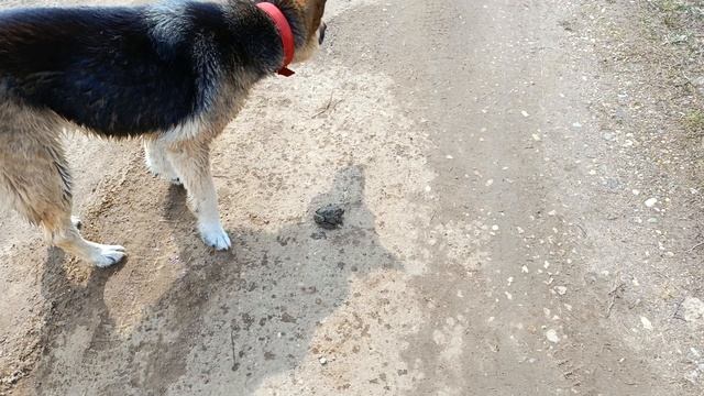 Наелась лягушек, аж сопельки текут.