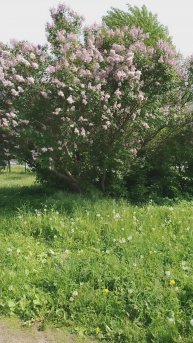 Куст сирени, 10 июня 2025.