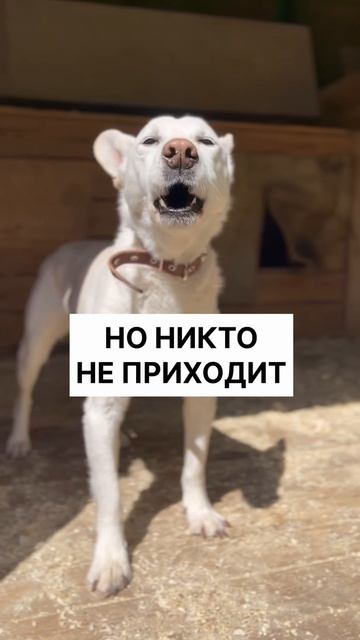 Сахарок из приюта ищет дом /Москва, Некрасовка